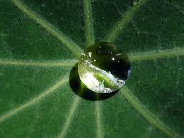 dew on leaf.png